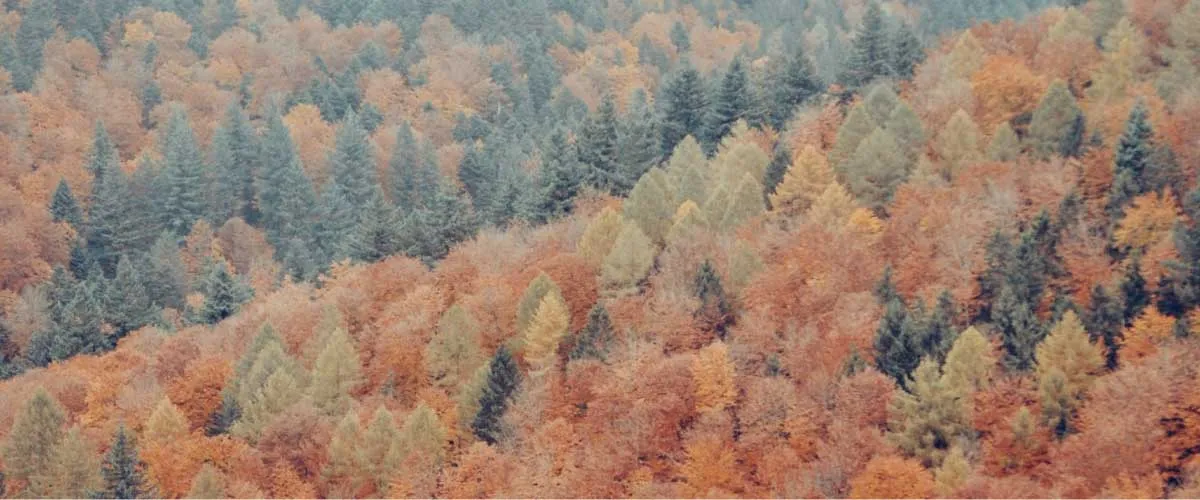 Consejos para tus vacaciones en la Selva Negra